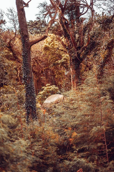 Détail d'une forêt sauvage en automne — Photo