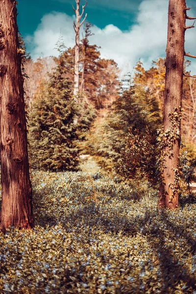 Detalj av en vild skog i höst — Stockfoto