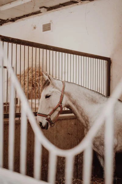 Cavalo branco à espera no estábulo — Fotografia de Stock