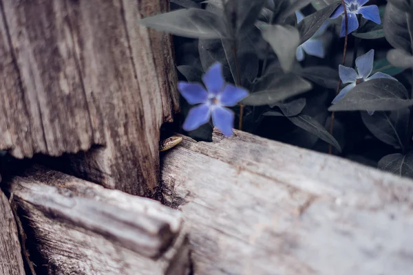 Piccola lucertola che annusa un fiore blu — Foto Stock