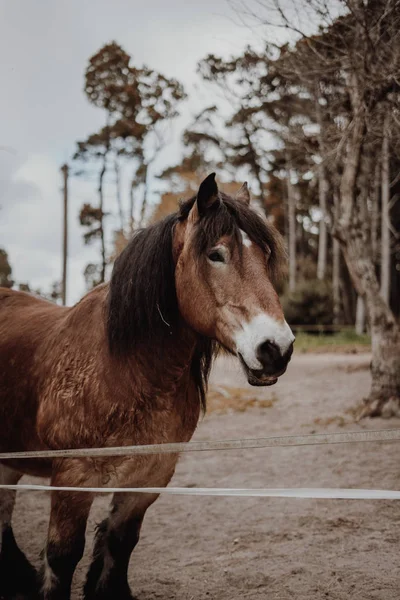 Καφέ άλογο που περιμένει σε ένα χωράφι — Φωτογραφία Αρχείου
