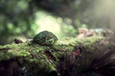 Doğal ortamdaki küçük kaplumbağa.