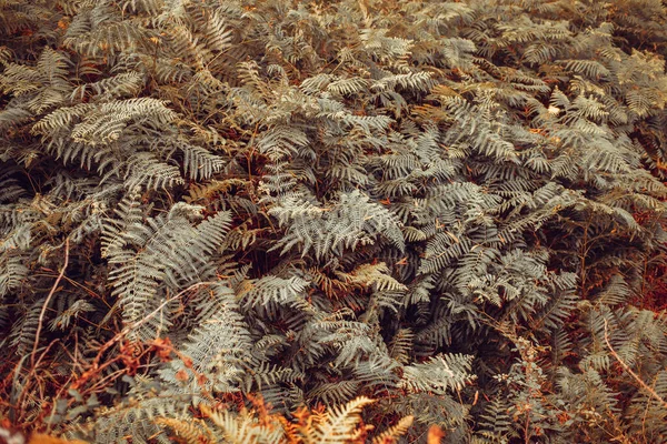 Texture Fougère Sauvage Sur Une Forêt Galicienne — Photo