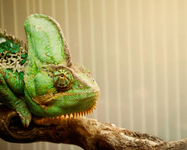 Close Portrait Chameleon Negative Space Right — Stock Photo, Image