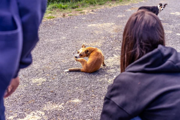 Pençesini ısıran başıboş bir köpeği izleyen iki kişi.