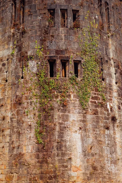 Détail Végétation Sur Mur Abandonné Château Médiéval — Photo