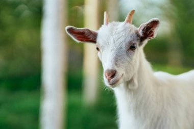 Çiftlikteki küçük sevimli keçi yavrusu
