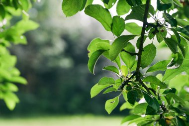 Yeşil ağaç yaprakları, kapatın.