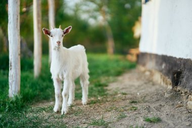 Çiftlikteki küçük sevimli keçi yavrusu