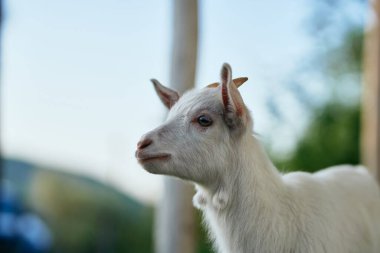 Çiftlikteki küçük sevimli keçi yavrusu