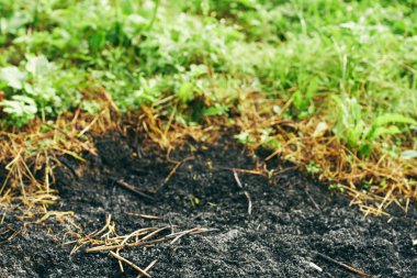yanmış çimen arkaplanı, eko