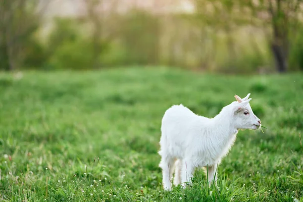 Pequeno Bode Bebê Bonito Fazenda — Fotografia de Stock