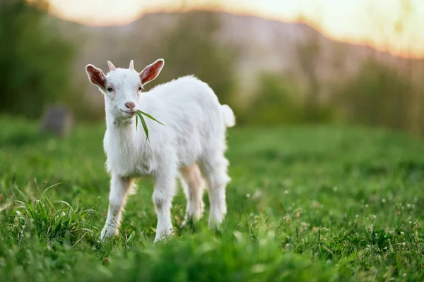 Pequeno Bode Bebê Bonito Fazenda — Fotografia de Stock