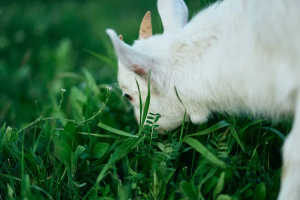 Lindo Pequeño Bebé Cabra Granja — Foto de Stock