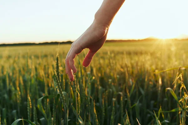 Mulher Tocando Trigo Campo — Fotografia de Stock