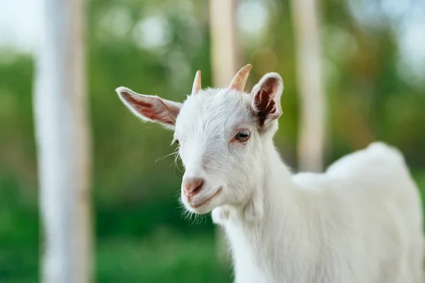 Carino Capretto Bambino Fattoria — Foto Stock