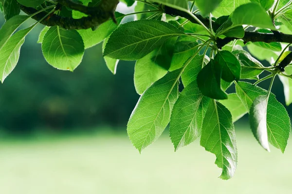 Zelené Listy Stromu Zavřít — Stock fotografie