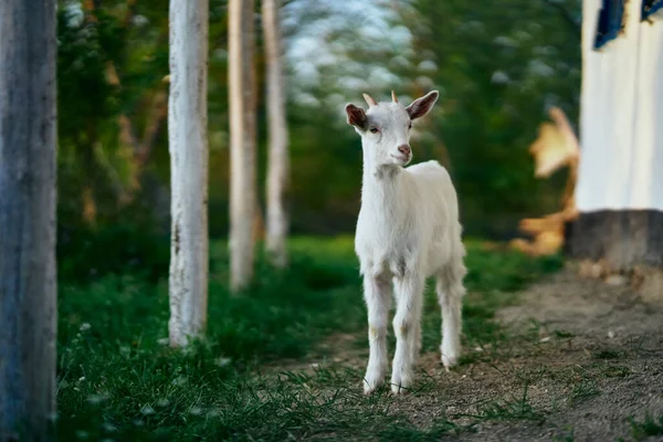 Pequeno Bode Bebê Bonito Fazenda — Fotografia de Stock