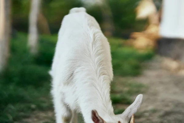 Lindo Pequeño Bebé Cabra Granja — Foto de Stock