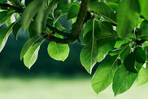 Green Tree Leaves Close — Stock Photo, Image