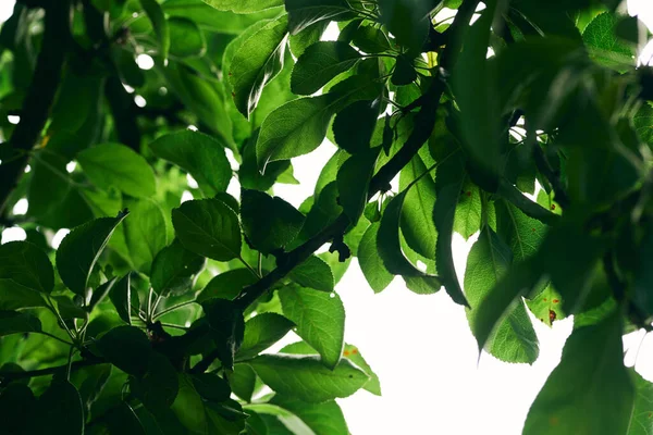 Feuilles Arbre Vert Gros Plan — Photo