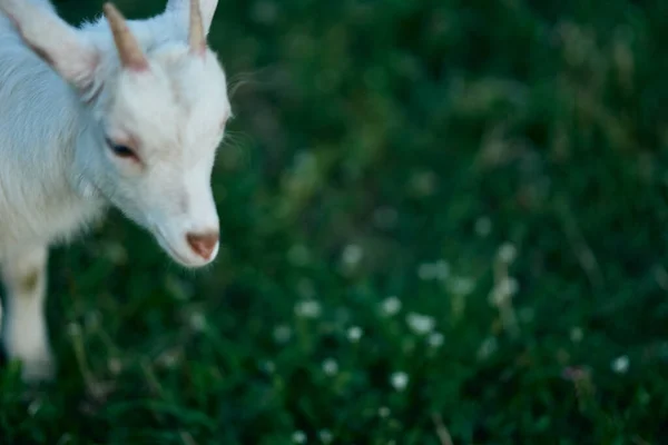 Pequeno Bode Bebê Bonito Fazenda — Fotografia de Stock