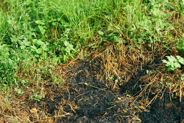 Bränt Gräs Bakgrund Eco — Stockfoto