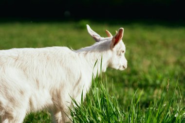 Çiftlikteki küçük sevimli keçi yavrusu