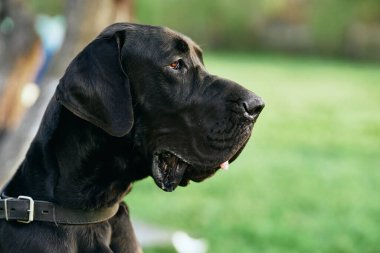 Yeşil çimlerde sevimli siyah köpek 