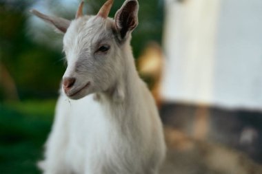 Çiftlikteki küçük sevimli keçi yavrusu