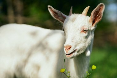 Çiftlikteki küçük sevimli keçi yavrusu