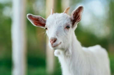 Çiftlikteki küçük sevimli keçi yavrusu