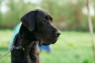 Yeşil çimlerde sevimli siyah köpek 