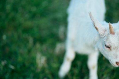 Çiftlikteki küçük sevimli keçi yavrusu
