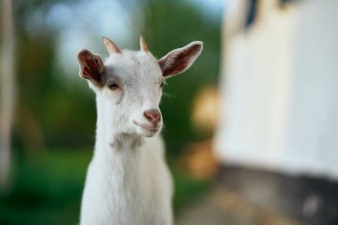 Çiftlikteki küçük sevimli keçi yavrusu