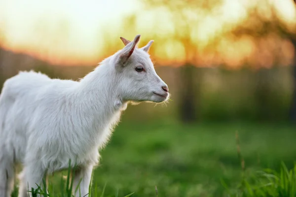 Pequeno Bode Bebê Bonito Fazenda — Fotografia de Stock