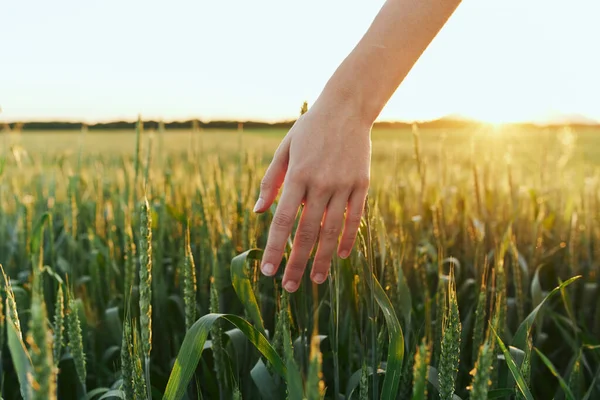 Frau Berührt Weizen Auf Dem Feld — Stockfoto