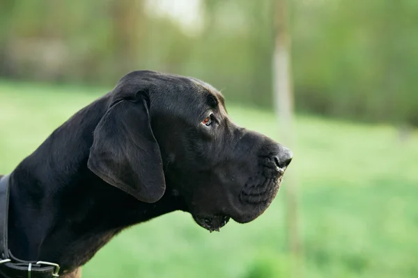 Söt Svart Hund Grön Gräsmatta — Stockfoto