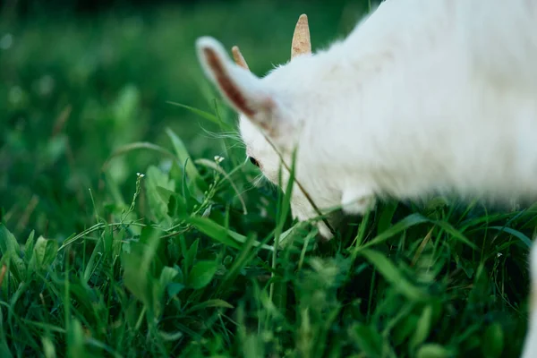 Lindo Pequeño Bebé Cabra Granja —  Fotos de Stock