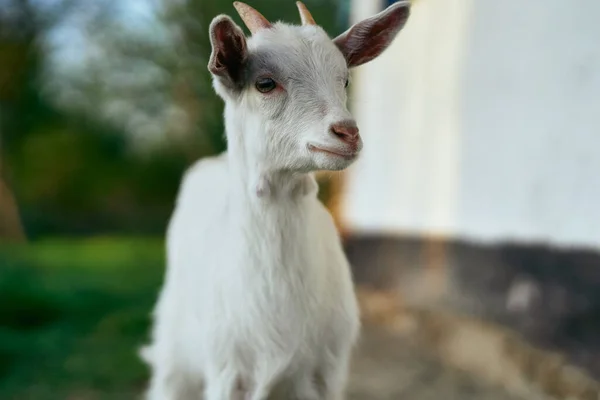 Cute Little Baby Goat Farm — Stock Photo, Image