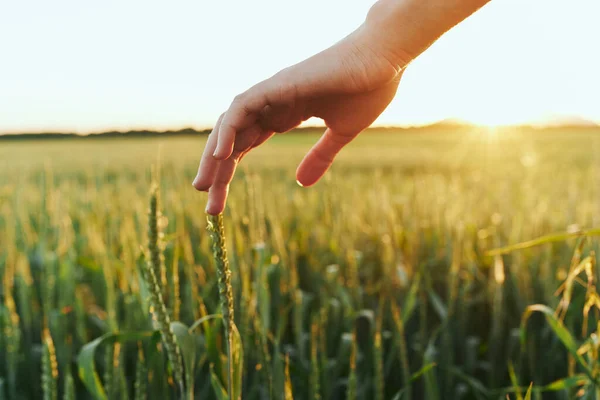 Frau Berührt Weizen Auf Dem Feld — Stockfoto