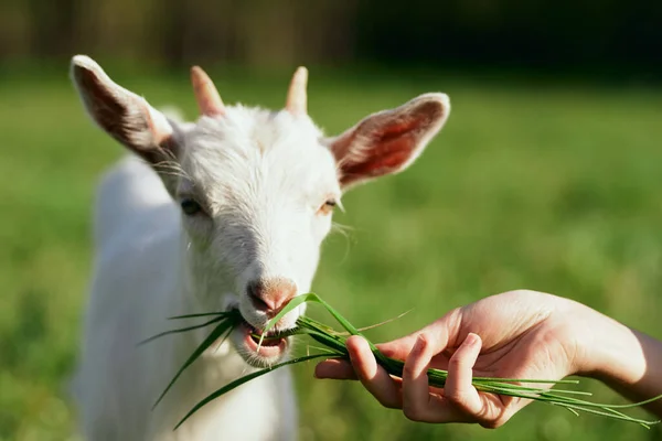 woman giving grass to  cute  little baby goat on the farm