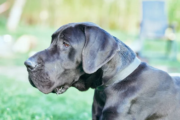 Söt Svart Hund Grön Gräsmatta — Stockfoto