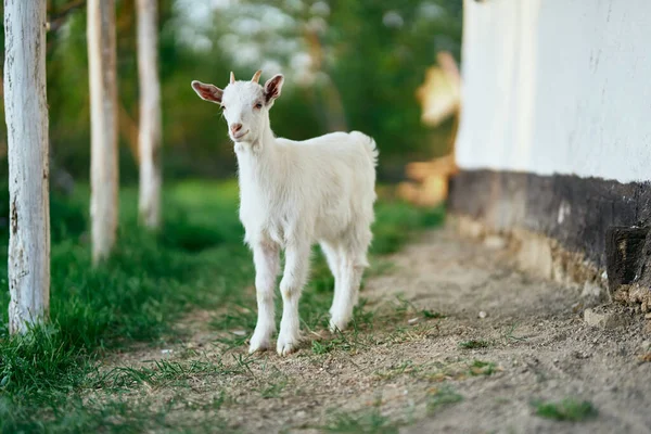 Mignon Petit Bébé Chèvre Ferme — Photo