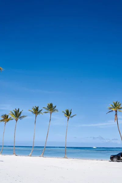 Krásné Palmové Odpaliště Rostoucí Pláži — Stock fotografie