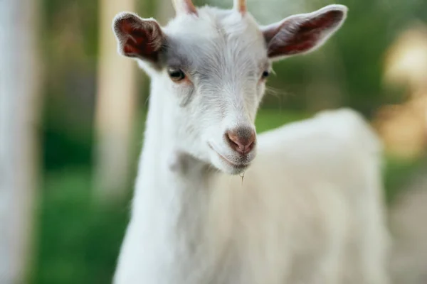 Schattig Klein Geitje Boerderij — Stockfoto