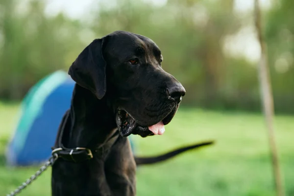 Lindo Perro Negro Césped Verde —  Fotos de Stock