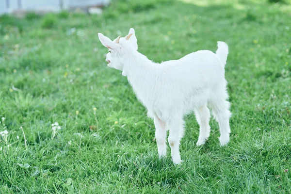 Pequeno Bode Bebê Bonito Fazenda — Fotografia de Stock