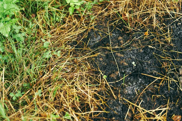 Bränt Gräs Bakgrund Eco — Stockfoto