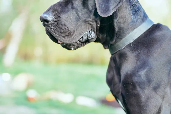 Lindo Perro Negro Césped Verde —  Fotos de Stock